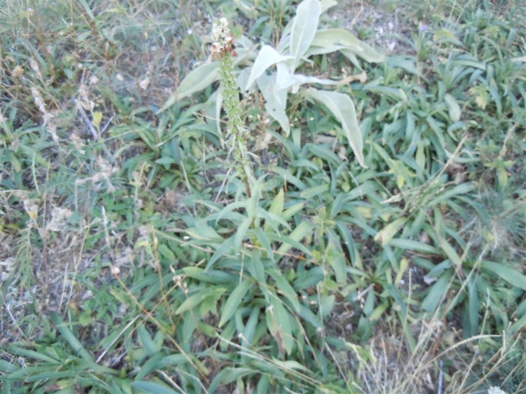 Passo Godi (AQ) : Digitalis ferruginea